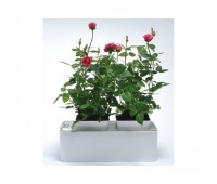 Fashion Grower