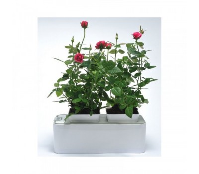 Fashion Grower